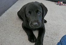 Kleiner Hund - Foto: Insa Kohler/dpa