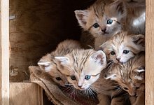 Sandkatzen - Foto: Yam Siton/Safari-Zoo/dpa