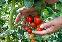 Eine Person h&auml;lt Tomaten am Strauch in der Hand - Andrea Warnecke/dpa-tmn