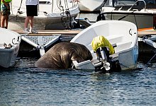 Das Walross Freya ist eingeschl&auml;fert worden. - Trond Reidar Teigen/NTB/dpa