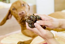 Frau kontrolliert die Pfote eines Hundes - Monique W&uuml;stenhagen/dpa-tmn