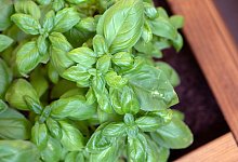 Basilikum - Andrea Warnecke/dpa-tmn