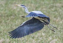 Graureiher vom Gartenteich fernhalten - Foto: Boris Roessler/dpa/dpa-tmn