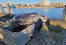 Lederschildkr&ouml;te - ITAW/AW/ITAW/dpa