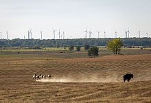 D&ouml;beritzer Heide - Ingolf K&ouml;nig/dpa/Archivbild