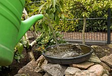 Eine Tr&auml;nke f&uuml;r Insekten - Foto: Christin Klose