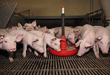 Ferkelaufzucht | Verwendung weltweit, Keine Weitergabe an Wiederverk&auml;ufer. - picture alliance / AGRAR-PRESS