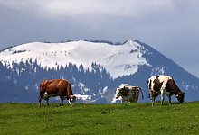 K&uuml;he - Foto: Karl-Josef Hildenbrand/dpa