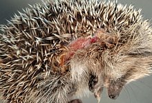 Verletzter Igel - Editha Schneider/Forschungsverbund Berlin e.V. (FVB)/dpa