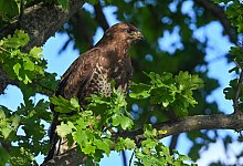 Ein M&auml;usebussard steht auf einem Ast einer Eiche - Patrick Pleul/dpa/dpa-tmn