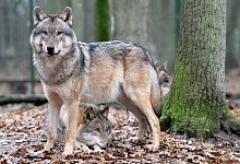 Durchstreift die Senne - Ingo Wagner