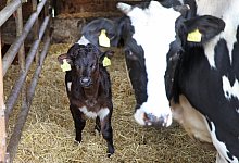 Kälberzucht Hof Hellmig - Vera Gerstendorf-Welle/Archivfoto