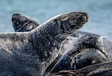 Kegelrobben-Bestand im Wattenmeer - Sina Schuldt/dpa