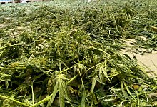 Cannabis-Pflanzen - Landespolizeiinspektion Saalfeld/dpa