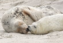 Kegelrobbenachwuchs - Bodo Marks/dpa