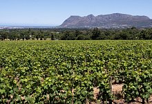 Weinreben auf dem Weingut Groot Constantia - Andreas Drouve/dpa-tmn