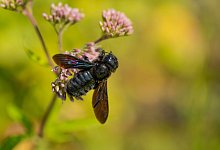 Wildbiene des Jahres - J&uuml;rgen Busse/NABU/dpa