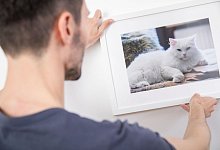 Ein Mann hält ein gerahmtes Bild einer Katze - Christin Klose/dpa-tmn/dpa