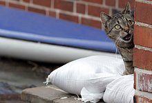 Katze sitzt w&auml;hrend eines Hochwassers auf Sands&auml;cken - Rainer Jensen/dpa/dpa-tmn