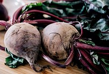 Rote Bete im Gem&uuml;sebeet - Zacharie Scheurer/dpa-tmn