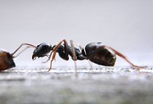 Ameise - Karl-Josef Hildenbrand/dpa/dpa-tmn