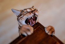 Katze bettelt am Tisch nach Futter - Axel Heimken/dpa/dpa-tmn