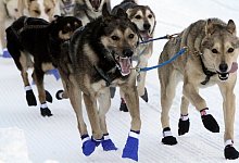 Iditarod-Schlittenhunderennen - Mark Thiessen/AP