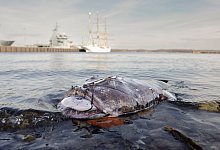 Toter Seeteufel am Kieler Ufer - Frank Molter/dpa