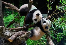 Zwillingspandas - Foto: Uncredited/Zoologische Parkgesellschaft Tokio via AP/dpa