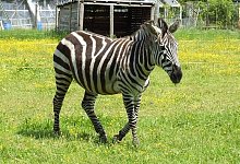 Zebra "Afro" - FOTO: HEIKE PFAFF