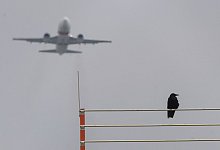 Vogelsch&auml;den im Flugverkehr - Foto: Sebastian Gollnow