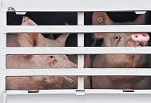 Viehtransport - Foto: Patrick Pleul/dpa-Zentralbild/dpa