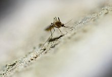 M&uuml;cke - Foto: Uwe Anspach/dpa