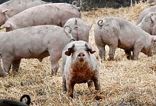 Schweine - Foto: Roland Weihrauch/dpa