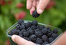 Wer Brombeeren länger haltbar machen will, sollte sie frisch gepflückt direkt verarbeiten oder einfrieren. - Friso Gentsch/dpa/dpa-tmn