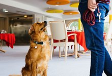 Corona-Hund - Foto: Philipp von Ditfurth/dpa