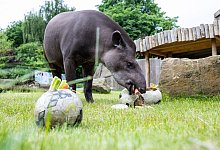 EM2024 - Tapir Theo wird Orakel f&uuml;r Deutschlandspiele - Guido Kirchner/dpa