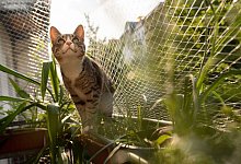 Katze sitzt auf einem Balkon, das mit einem Netz gesichert ist - Franziska Gabbert/dpa-tmn