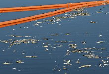 Mit einer Sperre, die von der Feuerwehr verlegt wurde, werden die toten Fische gesammelt. - Patrick Pleul/dpa