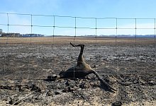 Totes K&auml;nguru - Foto: David Mariuz/AAP/dpa