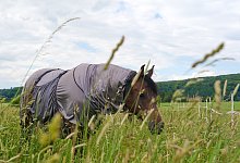 Pferd mit Ekzemerdecke - Foto: Andrea Warnecke/dpa-tmn