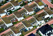 Dachbegrünung bei Reihenhäusern - Hauke-Christian Dittrich/dpa/dpa-tmn