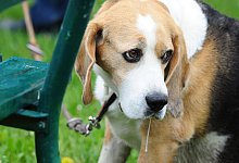 Trauriger Hund - dpa