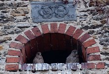 Turmfalken - Lorraine Brinkmann