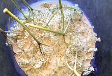 Aus Holunderbl&uuml;ten wird Sahne - Geraldine Friedrich/dpa-tmn