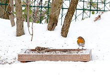 Vogel in Winterlandschaft - Foto: Andrea Warnecke/dpa-tmn