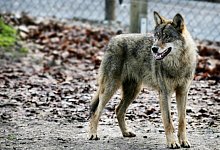 Wolf - Archivfoto: Sarah Jonek