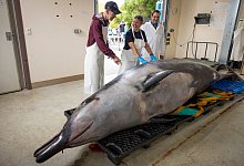 Seltener Wal in Neuseeland an Land gesp&uuml;lt - Derek Morrison/AP/dpa