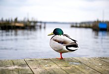 Wetter in Niedersachsen - Sina Schuldt/dpa