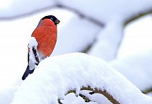 V&ouml;gel - Dietmar Kuhfuss